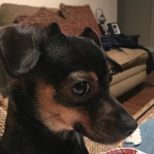 Meet your Posher, Maya